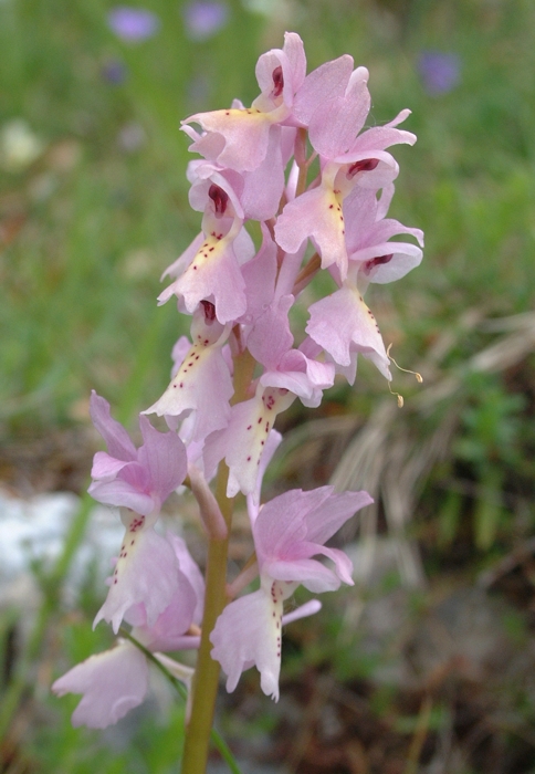 Orchis x colemanii (ibrido: Or. mascula x Or. pauciflora)